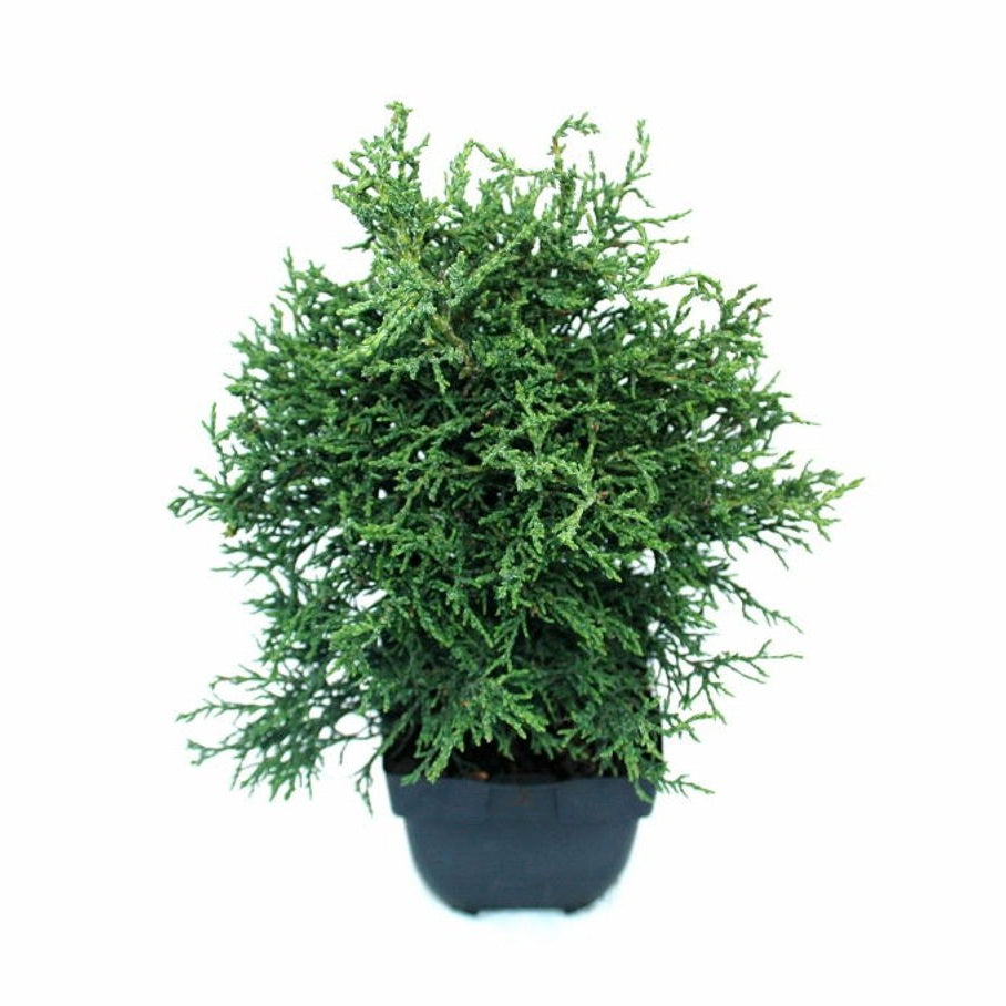 Ädelcypress – Chamaecyparis obtusa 'Lycopodioides' - C2